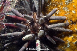 Pencil Urchin on the Fish Camp Rocks off the beach in For... by Michael Kovach 